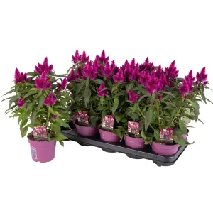 Celosia 'Deep Purple' 12cm Pot