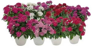 Pentas Graffiti 20/20 Mix Flower Seeds