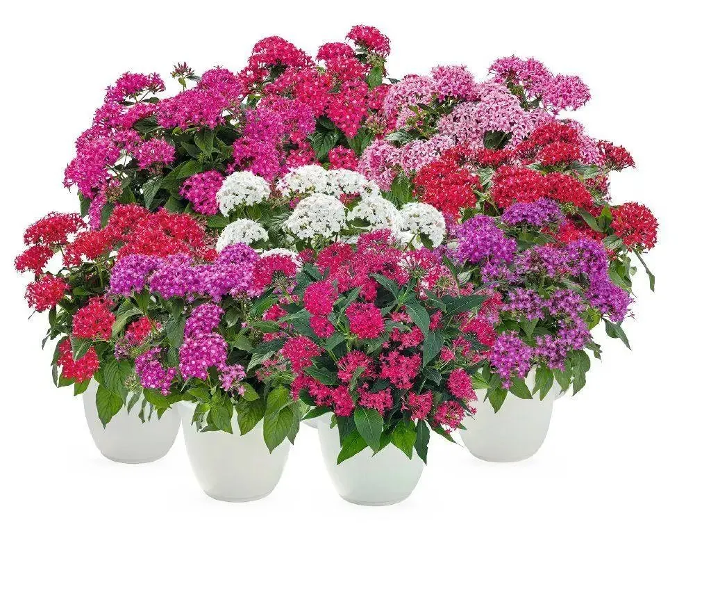 Pentas Graffiti 20/20 Mix Flower Seeds