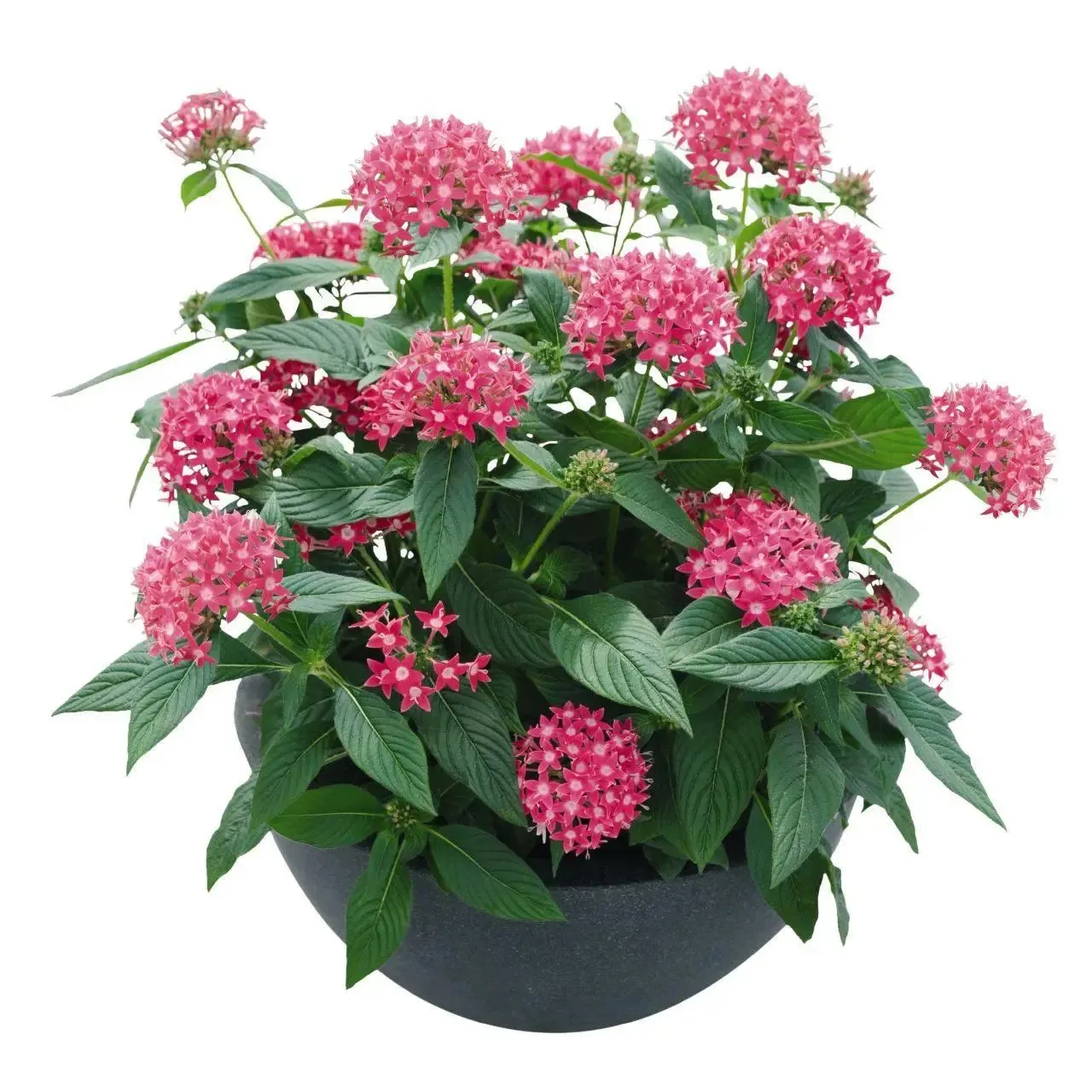 Pentas Graffiti 20/20 True Pink Flower Seeds