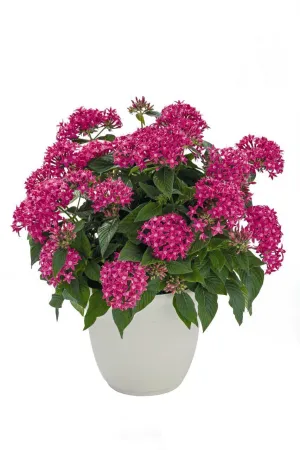 Pentas Graffiti 20/20 True Pink Flower Seeds