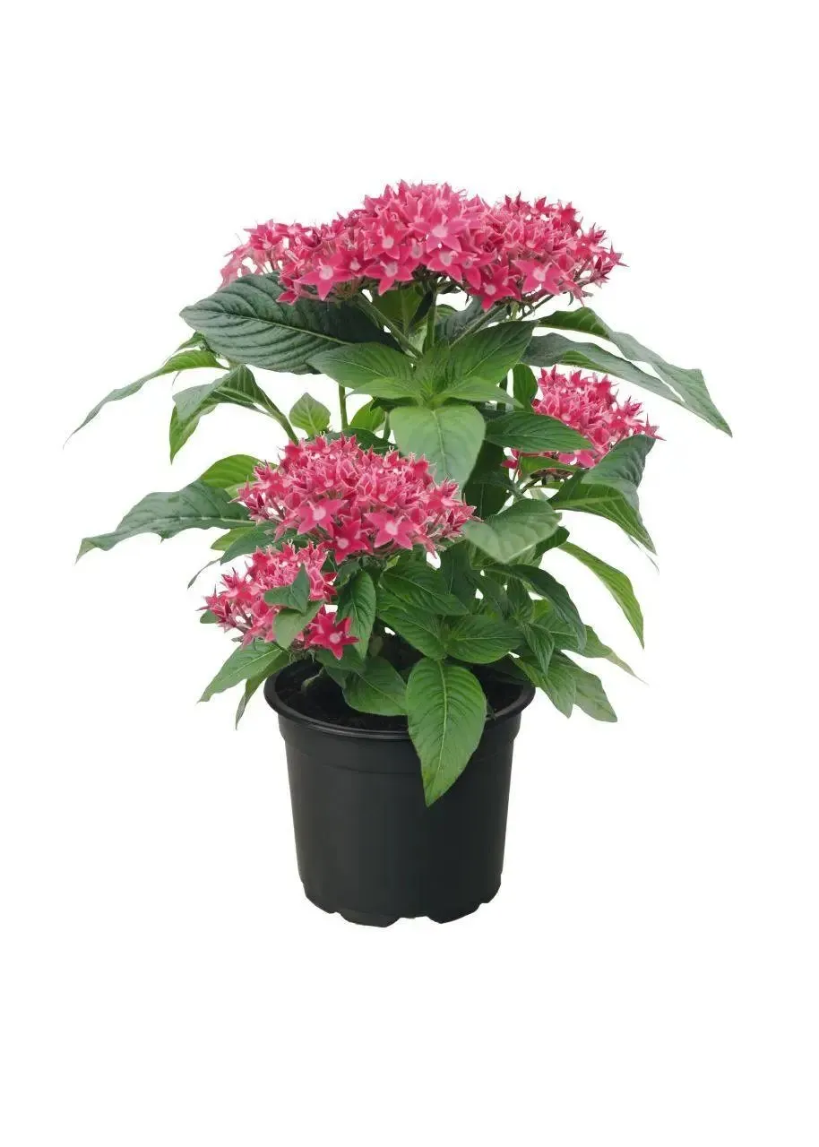 Pentas Graffiti 20/20 True Pink Flower Seeds