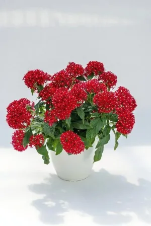 Pentas Graffiti 20/20 Vivid Red Flower Seeds